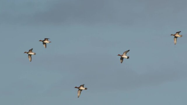 Eurasian Wigeon, Mareca penelope, birds in flight over marshes, Devon, England