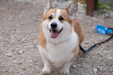 Happy Corgi Smiling Outdoors on Leash
