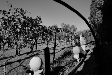 Vignes en lumi&egrave;re rasante : g&eacute;om&eacute;trie agricole sous ombre v&eacute;g&eacute;tale