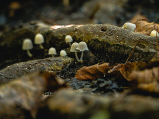 mushrooms on a tree trunk