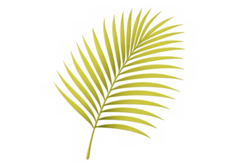Yellow-green palm frond creating tropical summer vibes, realistic vector illustration on transparent background