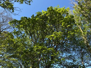 Sunlight threads through a vibrant green canopy, casting flickers of gold across the treetops, as sky and foliage meet in quiet brilliance in Farnley, Yorkshire, UK