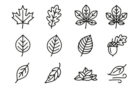 Birch icon beech acorn leaf vector autumn icons maple chestnut falling oak