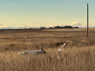 Cute Working farm dogs running through golden fall grass on wide open land, showcasing active...