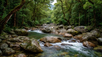 Fototapeta premium Mossman Gorge river flowing through ancient Daintree Rainforest, clear water winding over mossy rocks and lush jungle trees