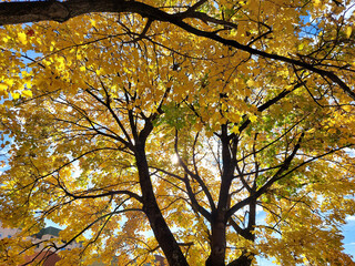Bright yellow leaves and black branches of maple tree. Autumn season. Sunlight. Treetop. Europe