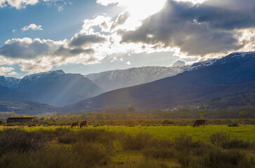 Cows grazing at sunset. Casas del Abad, Avila, Spain
