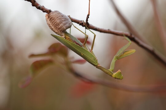 una mantide religiosa al tramonto in autunno