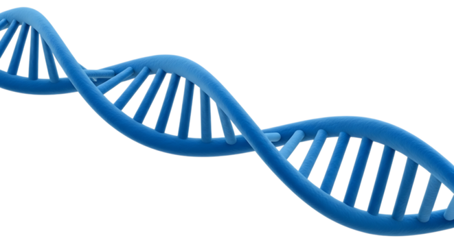 Blue Double Helix D N A Strand Structure Scientific Research Concept, isolated on a transparent background, cutout, PNG