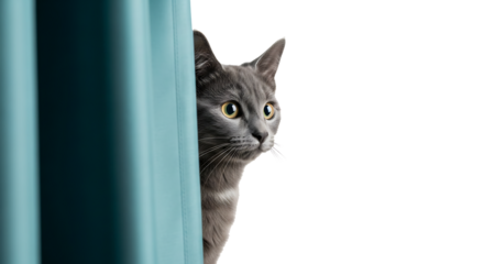 Curious grey cat peeking from behind a teal curtain with bright yellow eyes, isolated on a transparent background, cutout, PNG