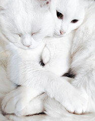 White cats cuddling together in soft warmth