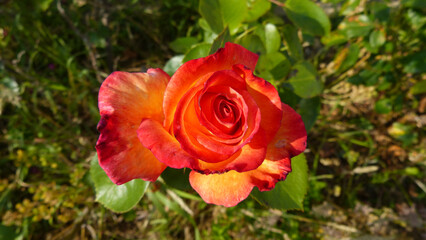 Rose couleur pèche isolé sur un rosier