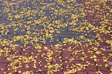 보도에 떨어진 노란색 은행잎