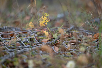 Young yellow plant growing through metal mesh in autumn
