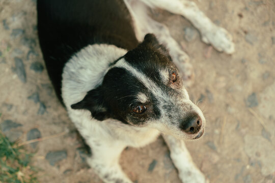 brown and white canine lying in sunlight, inquisitive dog rests peacefully on sunlit ground outside