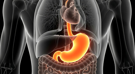 Detailed 3D illustration of the human stomach highlighted within the digestive system, showing internal organ anatomy for medical and scientific research