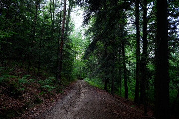 Obraz premium Droga leśna w wieczornym lesie jest tajemnicza i ma swój klimat