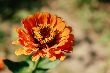 vibrant floral focus, artistic macro photograph capturing vivid hues and delicate textures of blooming zinnia