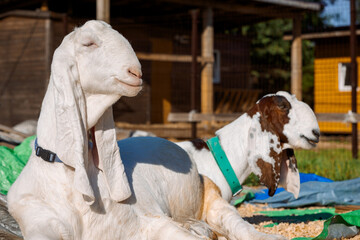 Portrait of white Nubian goats with long ears, looking at camera. Close-up wildlife concept. Funny face laughing in sun. High quality photo