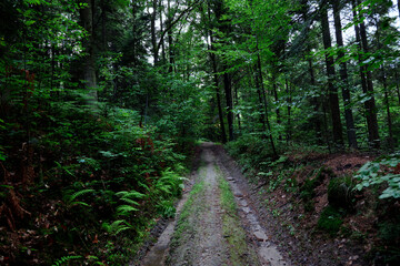 Droga leśna w wieczornym lesie jest tajemnicza i ma swój klimat