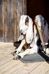 Portrait of white Nubian goats with long ears, looking at camera. Close-up wildlife concept. Funny face laughing in sun. Vertical photo