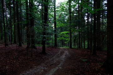 Naklejka premium Droga leśna w wieczornym lesie jest tajemnicza i ma swój klimat