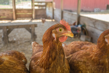 Red free-range chickens in large chicken coop facility on organic farm.