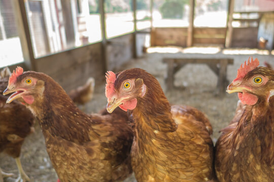 Red free-range chickens in large chicken coop facility on organic farm.