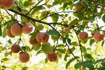 golden orchard fruit, serene countryside orchard with dewkissed ripe apples basking in gentle sunlight
