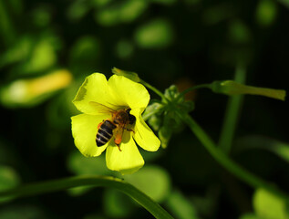Springtime. A Honey bee feeds on Oxalidaceae. Yellow Wood sorrel - Oxalis pes-caprae in full bloom. Also known as yellow shamrock or sour sob. Selective shallow focus bokeh effect.
