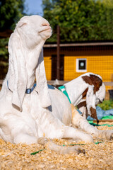 Portrait of white Nubian goat with long ears, looking at camera. Close-up wildlife concept. Vertical photo