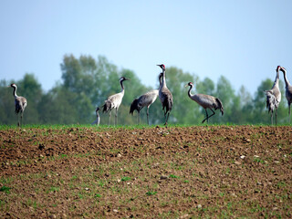 Żurawie (Gruidae) na przedwiosennych polach. © JDziedzic