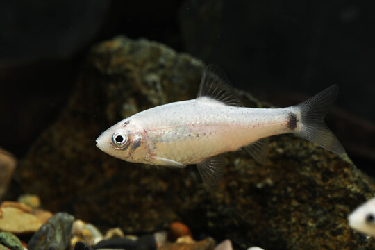 Silver Golden Barb or Chinese Barb (Barbodes semifasciolatus)