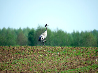 Żurawie (Gruidae) na przedwiosennych polach. © JDziedzic