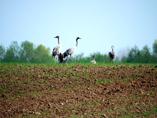 Żurawie (Gruidae) na przedwiosennych polach. © JDziedzic