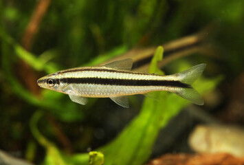 Pogo Characin tetra (Parodon pongoensis) rare aquarium fish from south america
