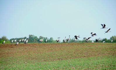 Żurawie (Gruidae) na przedwiosennych polach. © JDziedzic