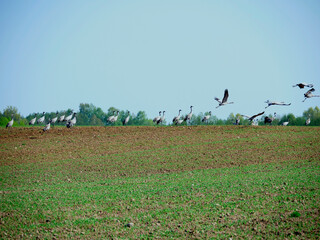 Żurawie (Gruidae) na przedwiosennych polach. © JDziedzic