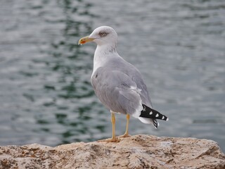 Fototapeta premium Kanadamöwe (Larus delawarensis) an der Algarve