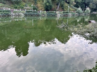 Yıldız Park pond in Istanbul with reflections of trees and lamps on green water surface, peaceful nature, Phalacrocorax carbo birds resting on a branch, calm park landscape, urban forest environment.