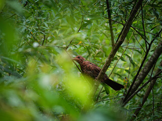 Blackbird  in the forest