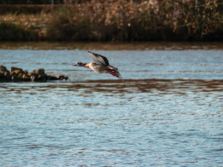 Bird in the lake