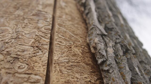 Emerald Ash Borer Tree Infestation - Forestry in Canada