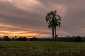 palm tree in the field with colorful sky