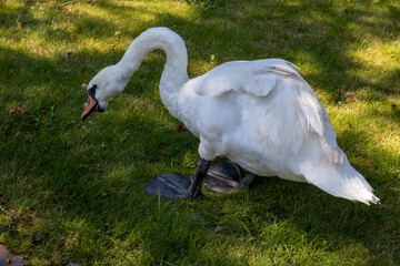 White swan walking on green grassy lawn in sunlight