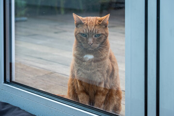 Ginger cat with striking green eyes is sitting by a glass door, looking outside with a curious...
