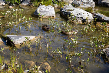 Wild ducks swimming among rocks and aquatic plants in clear pond
