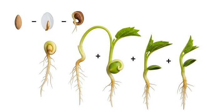 Witness the miracle of life as seeds sprout and grow, showcasing stages of plant development from germination to seedling