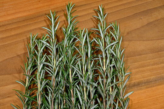 Rosmarinus officinalis, commonly known as rosemary stalks, drying on a board. It is a woody, perennial herb with fragrant, evergreen with needle-like leaves.