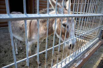 Donkey standing behind metal bars in zoo enclosure
